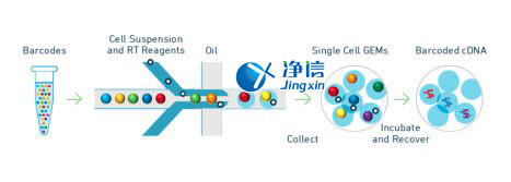 中國人自己的微流控單細胞測序儀來了！_微流控Drop-seq,微流控技術